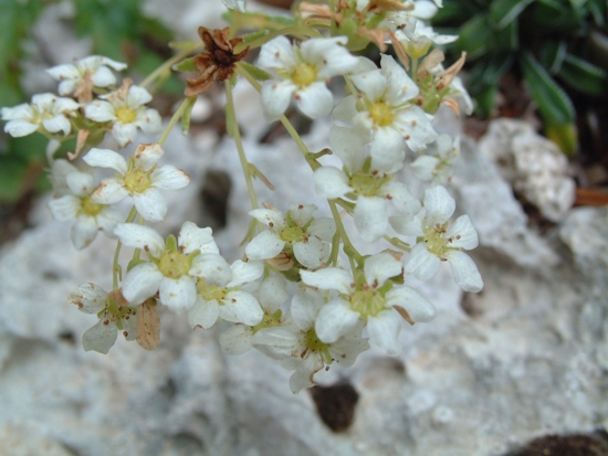 Saxifraga callosa / Sassifraga meridionale